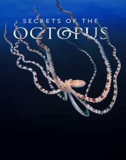 Secrets of the Octopus online gratis Secrets of the Octopus online gratis
